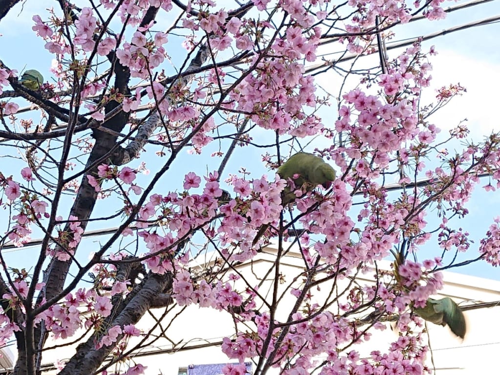 桜とインコ