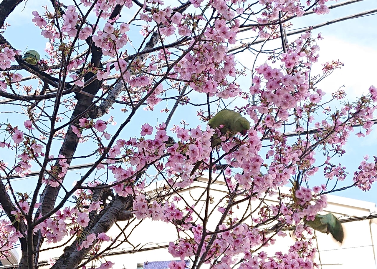 桜とインコ
