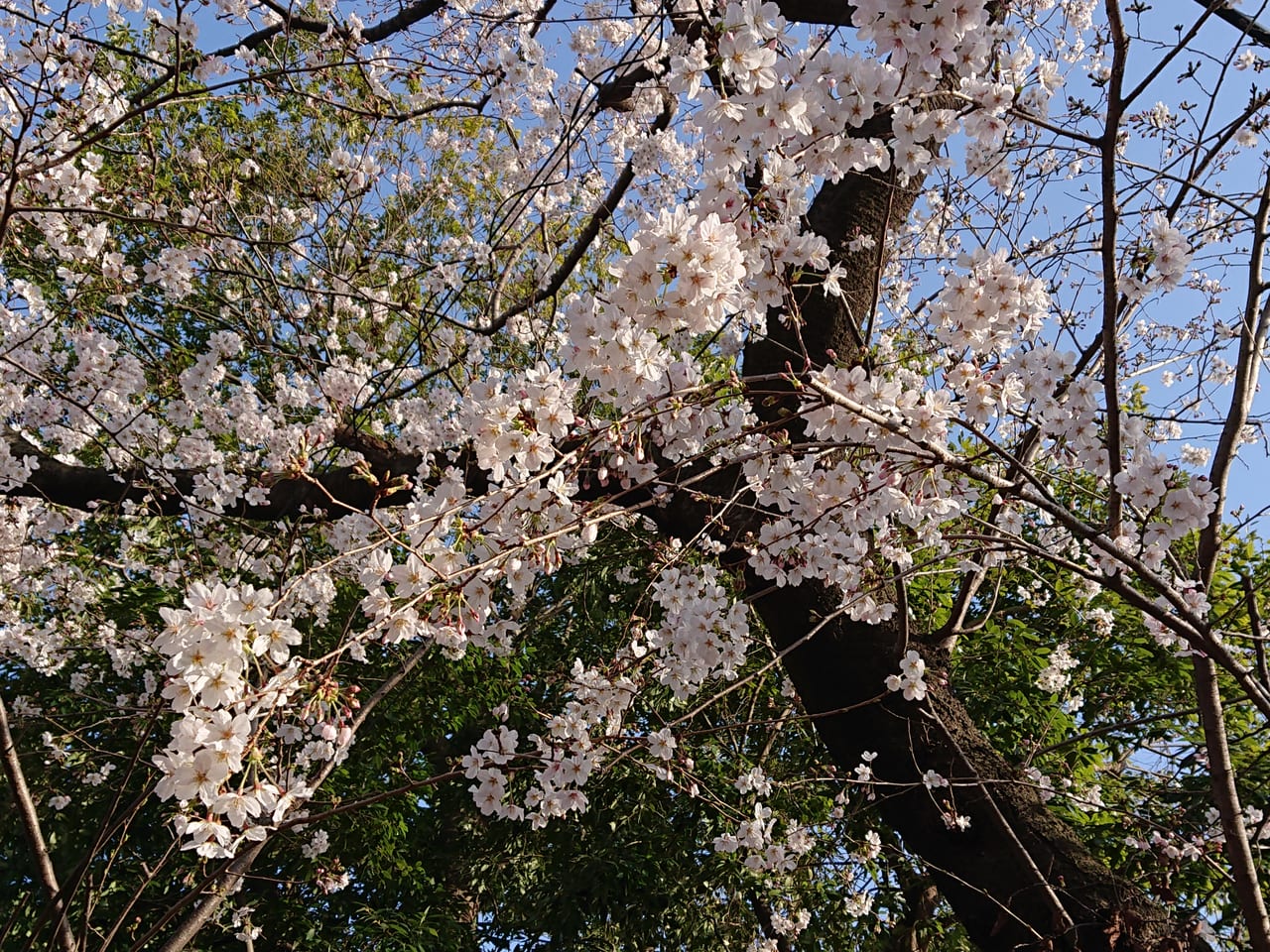 桜橋の桜