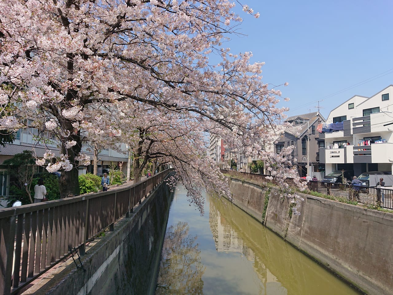 呑川の桜2