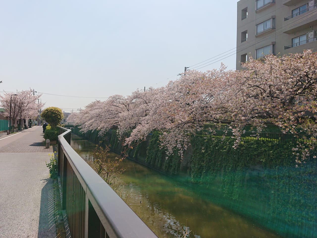 呑川の桜3