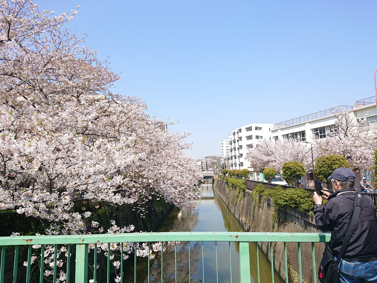 呑川の桜4