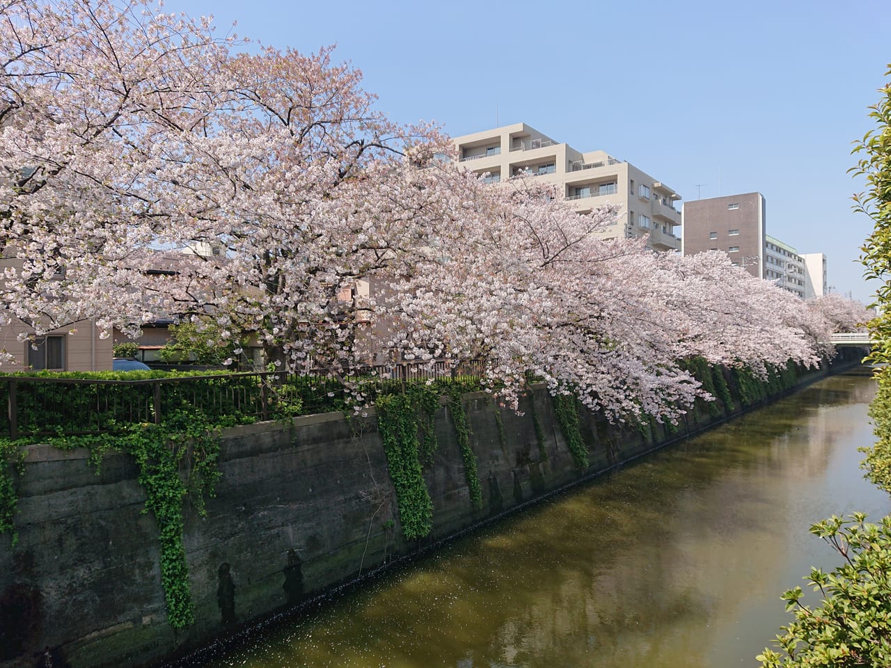 呑川の桜6