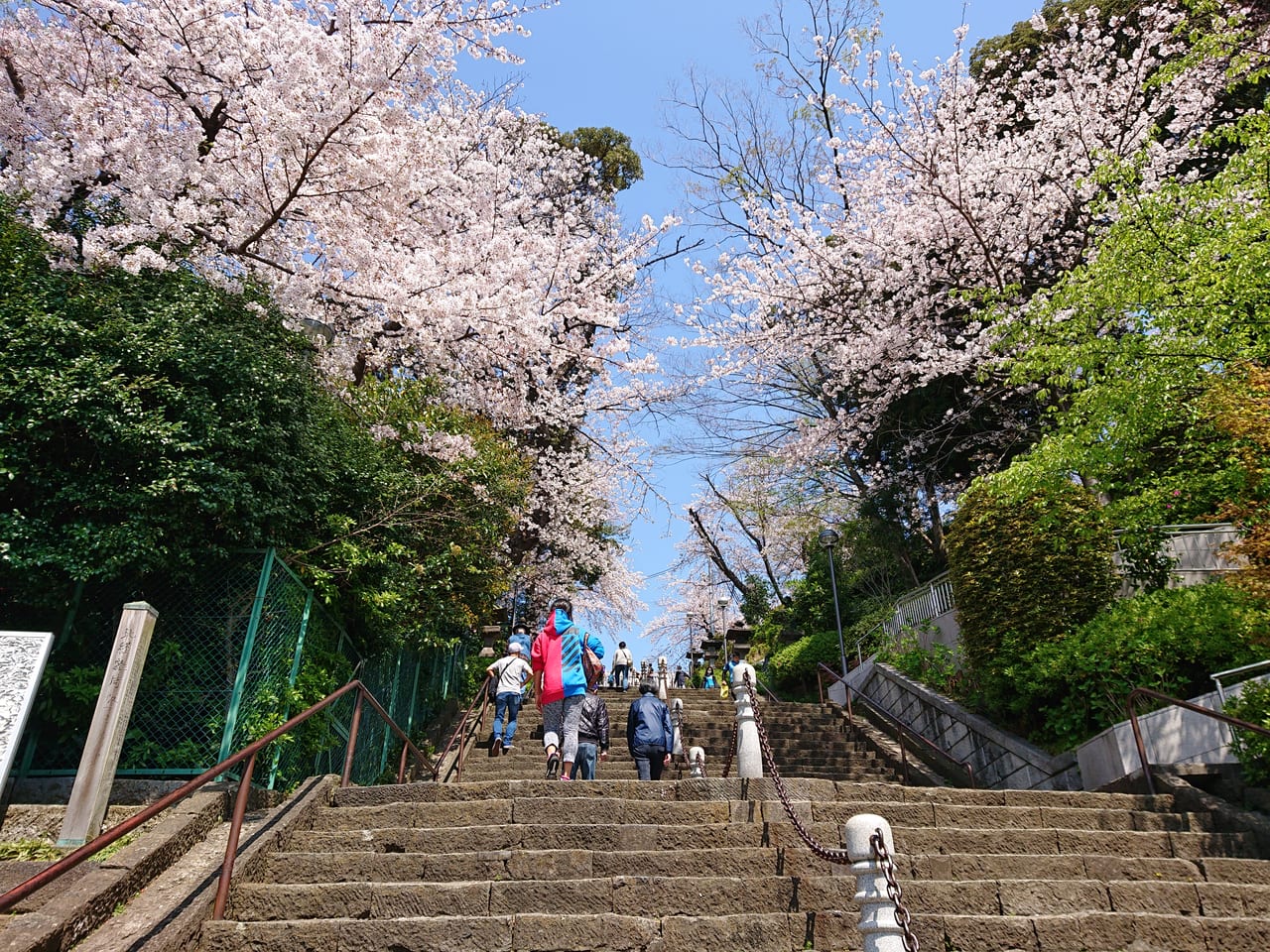 池上本門寺の階段と桜
