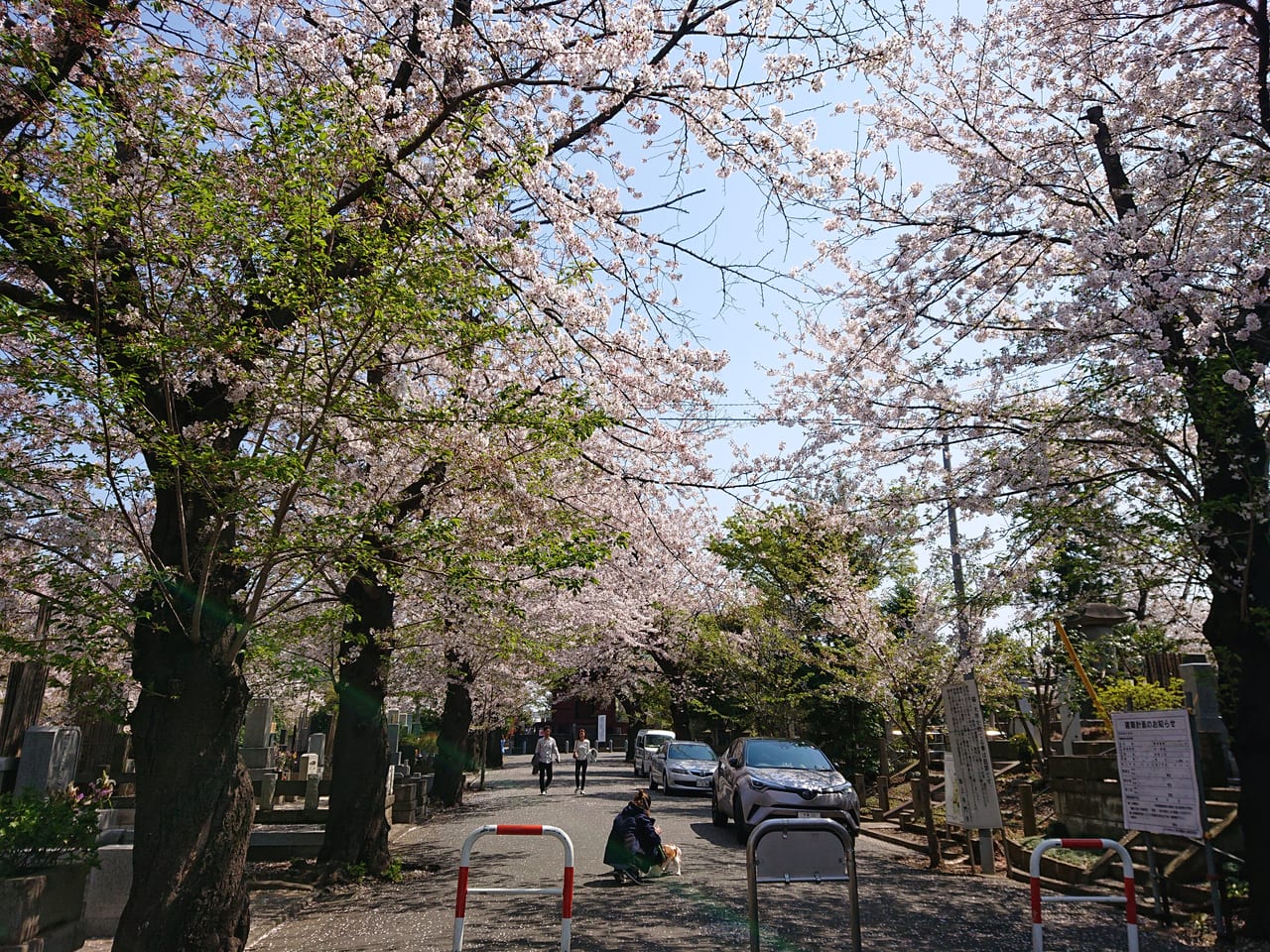 池上本門寺の桜2