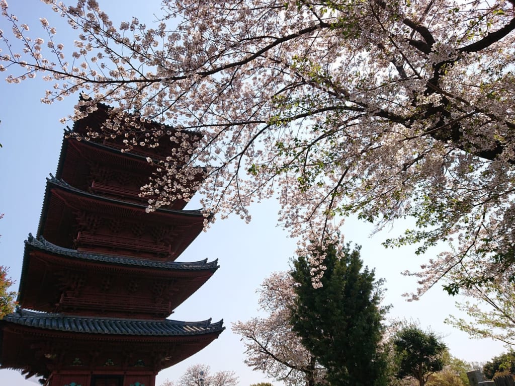 池上本門寺五重塔の桜