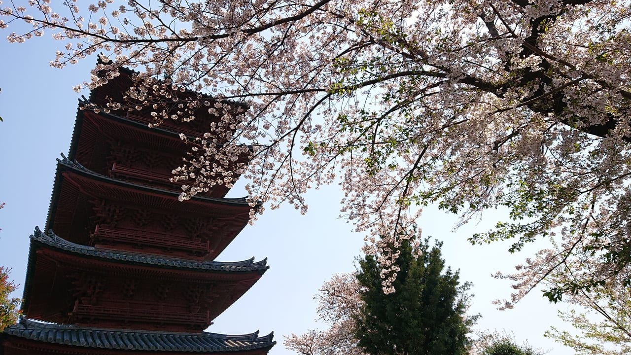 池上本門寺五重塔の桜