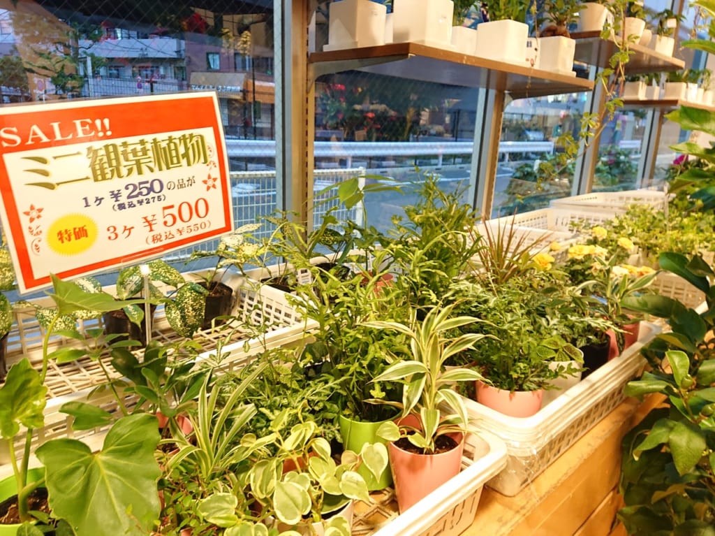 hanakojyo