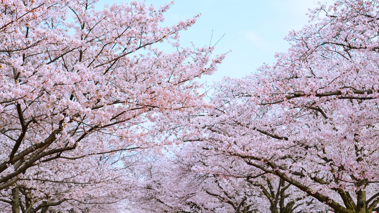 お花見スポットの多摩川台公園