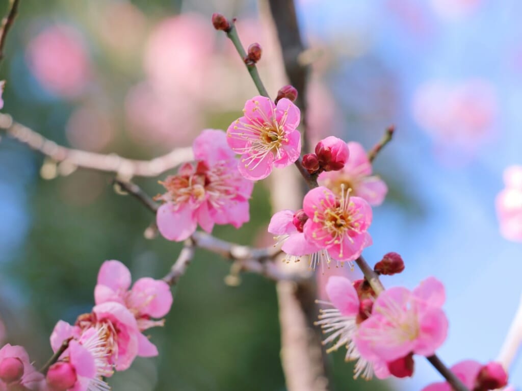 花香る おおたの梅林～愛でられる花々～