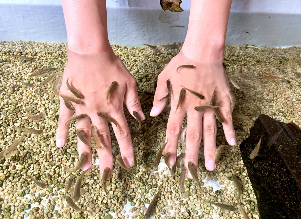 ドクターフィッシュ