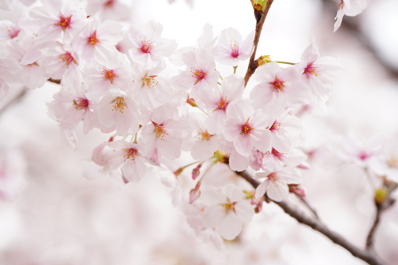 桜のイメージ画像